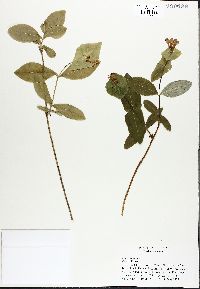 Lonicera dioica image