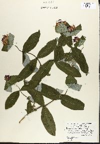 Lonicera dioica image