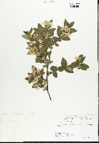 Lonicera morrowii image