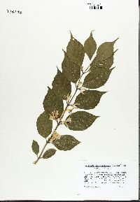 Lonicera oblongifolia image