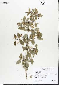 Lonicera tatarica image