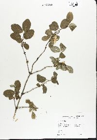 Lonicera xylosteum image
