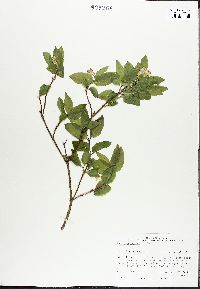 Lonicera canadensis image