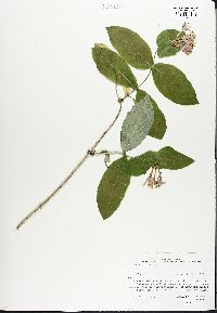 Lonicera dioica image