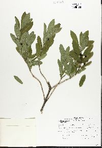 Lonicera oblongifolia image