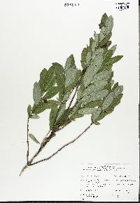 Lonicera oblongifolia image