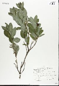 Lonicera oblongifolia image