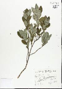 Lonicera oblongifolia image