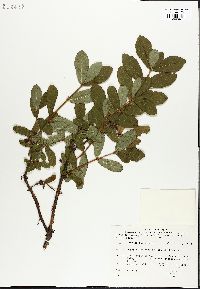 Lonicera villosa image