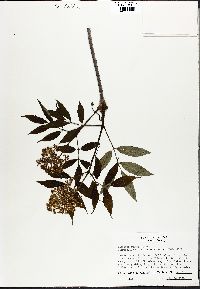 Sambucus racemosa subsp. racemosa image