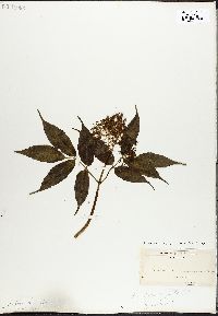 Sambucus racemosa subsp. racemosa image