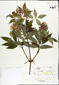 Sambucus racemosa subsp. racemosa image