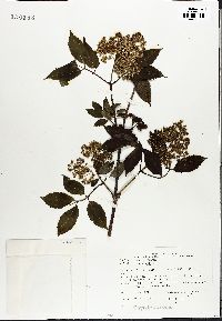 Sambucus racemosa subsp. racemosa image