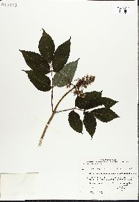 Sambucus racemosa subsp. racemosa image