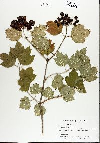 Viburnum opulus image