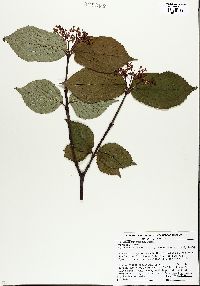 Viburnum dentatum var. lucidum image