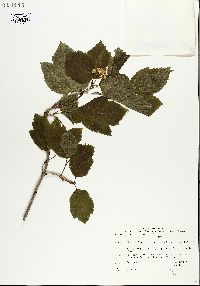 Viburnum edule image