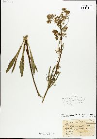 Valeriana edulis var. ciliata image