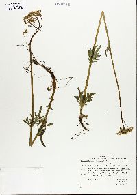 Valeriana septentrionalis image