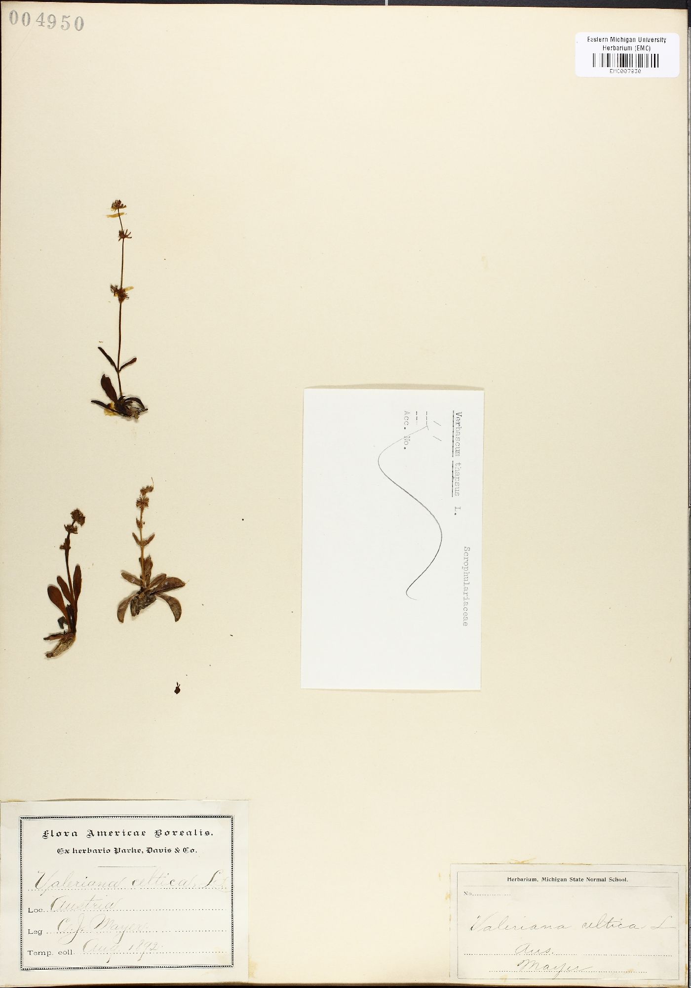 Valeriana celtica image
