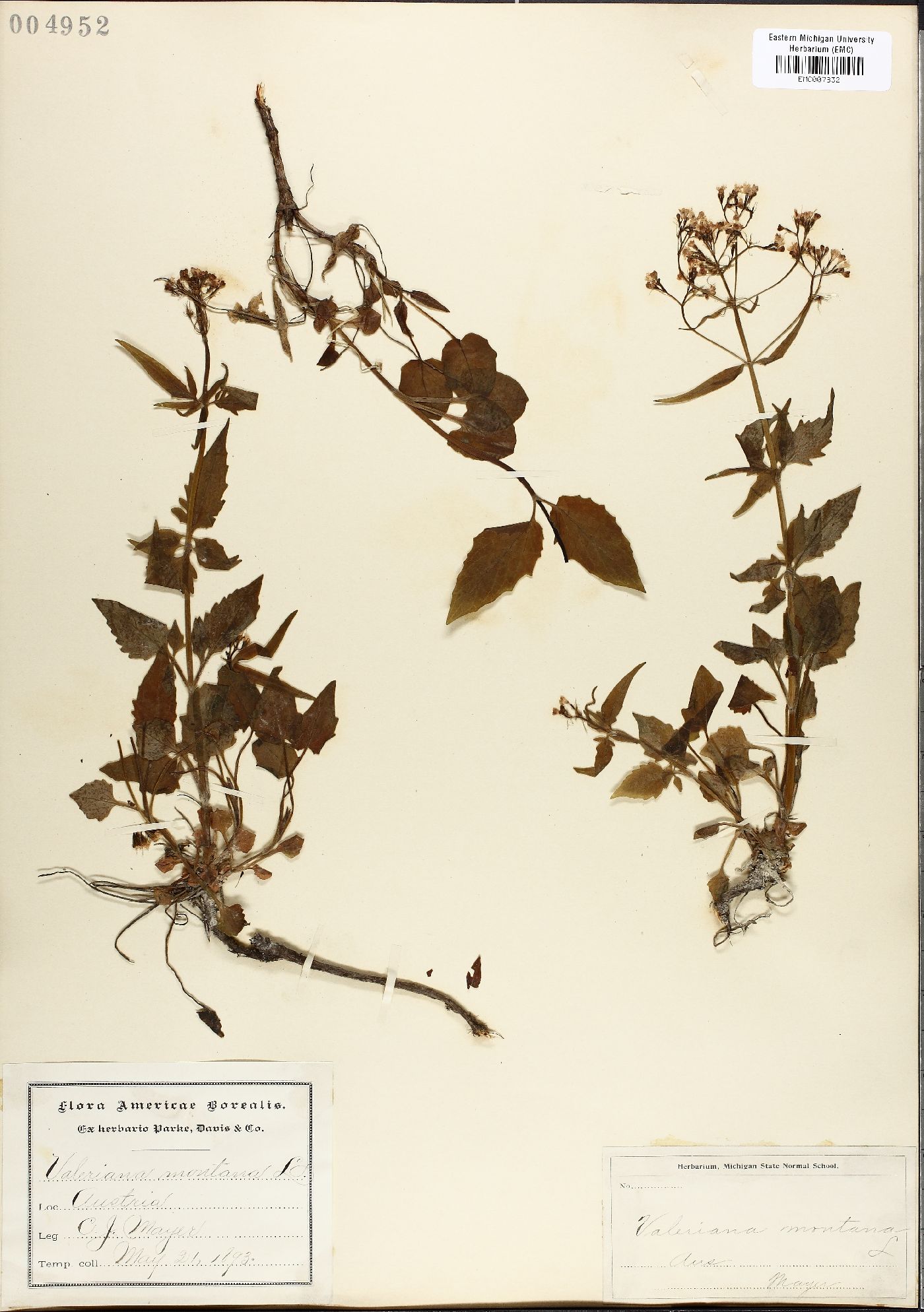 Valeriana montana image