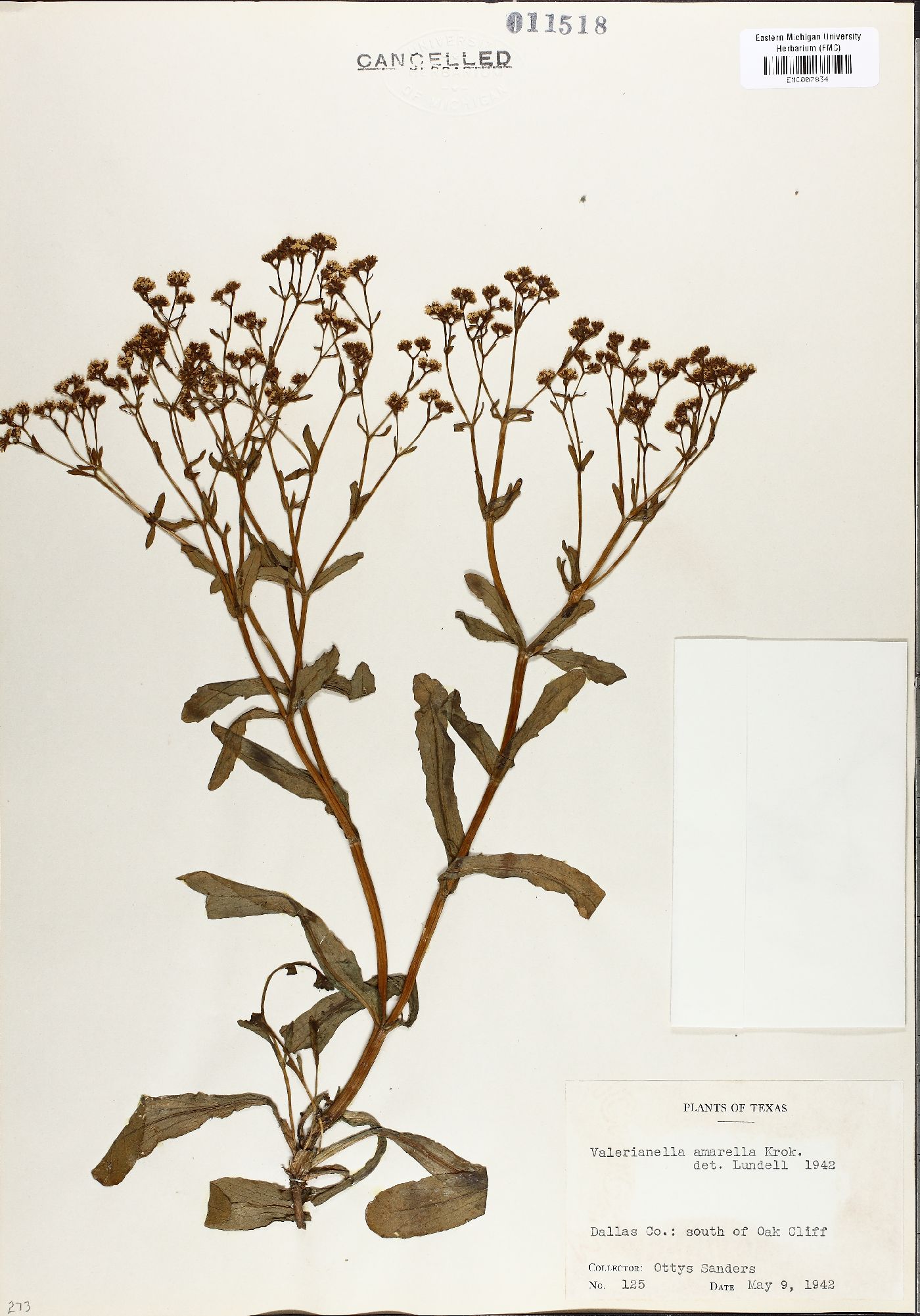 Valerianella amarella image