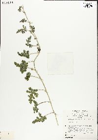 Citrullus colocynthis image