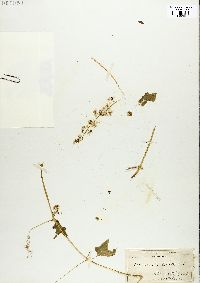 Echinocystis lobata image