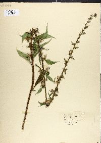 Campanulastrum americanum image