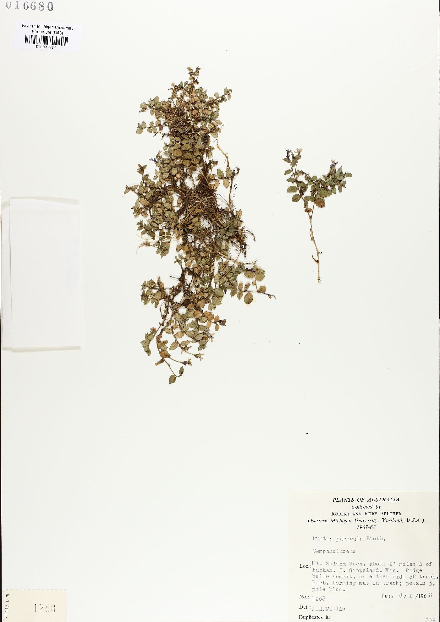 Lobelia benthamii image