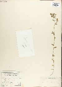 Specularia speculum image