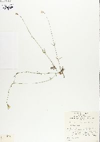 Image of Wahlenbergia capillaris