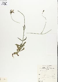 Image of Wahlenbergia gloriosa