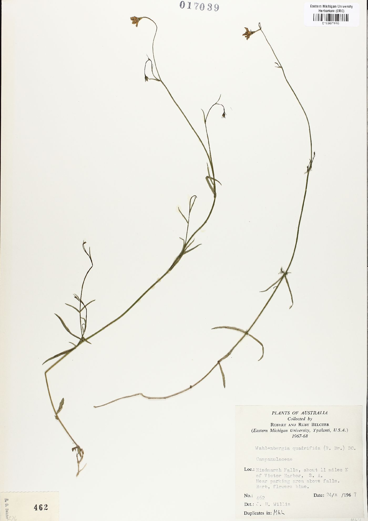 Wahlenbergia gracilis image