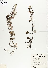 Image of Goodenia hederacea