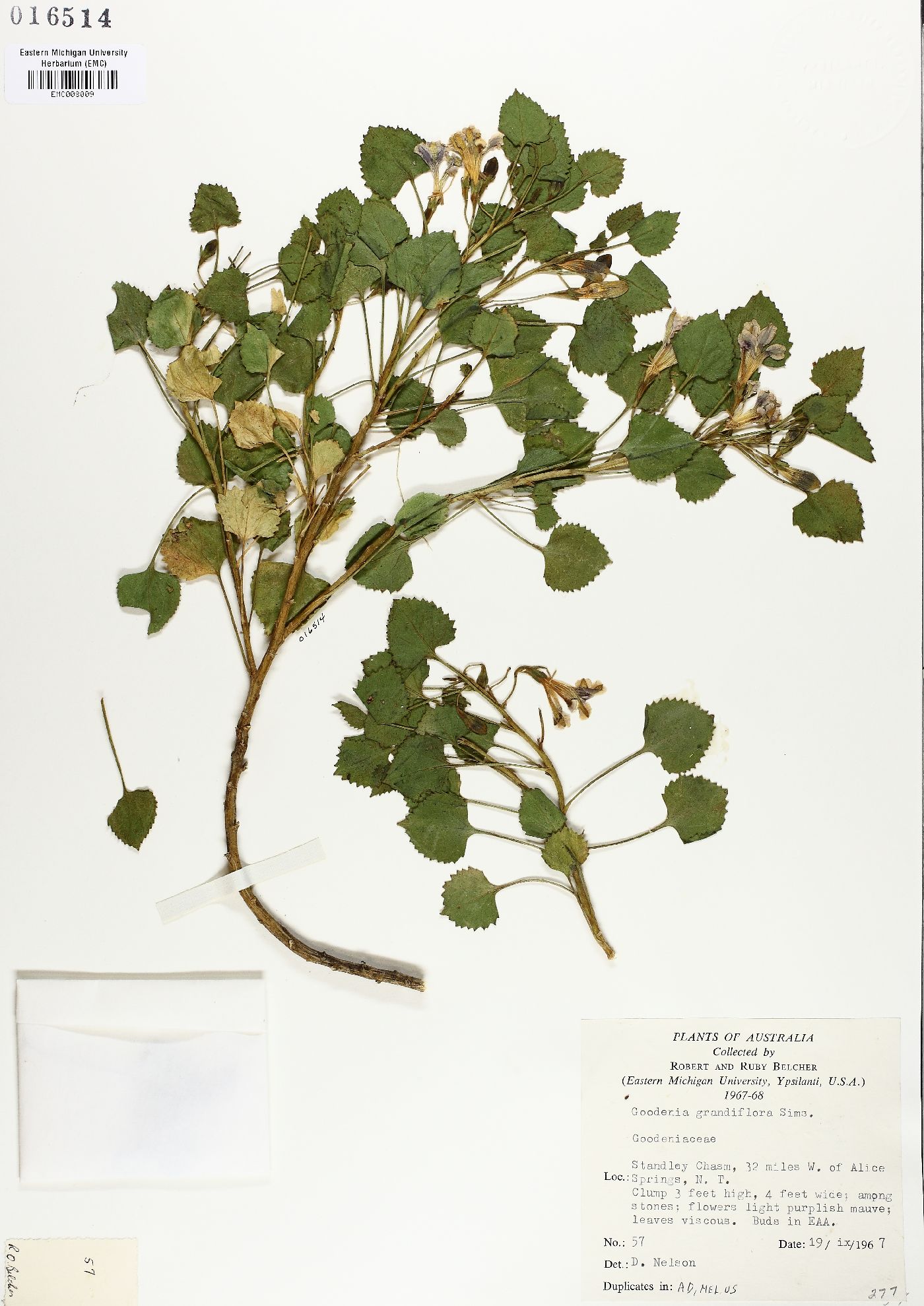 Goodenia grandiflora image