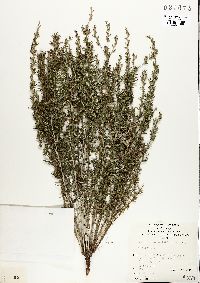 Dampiera rosmarinifolia image