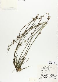Image of Goodenia stelligera