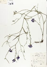 Image of Scaevola ramosissima