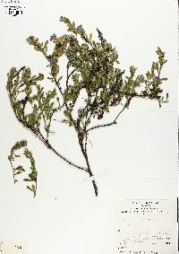 Scaevola albida image