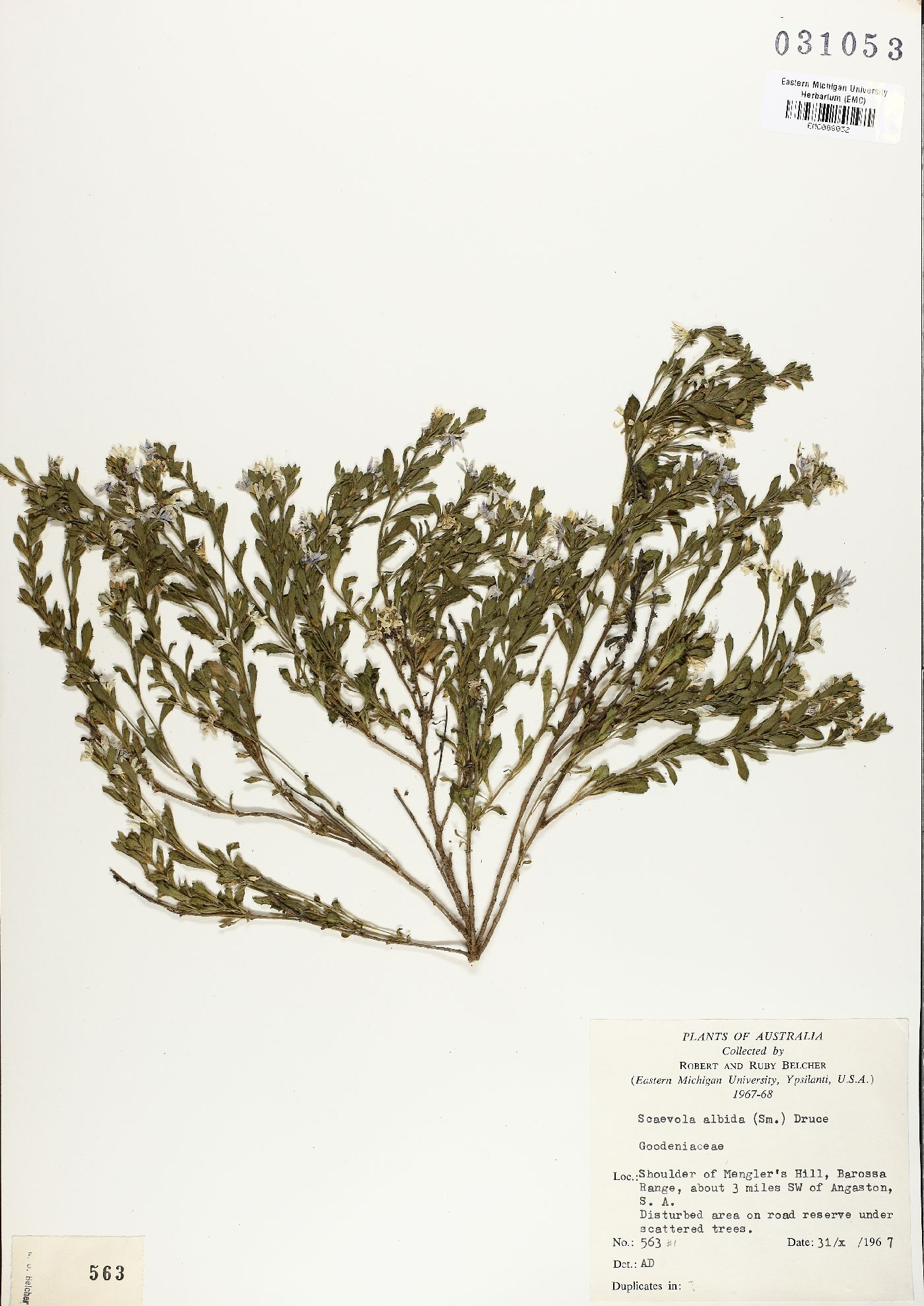 Scaevola albida image