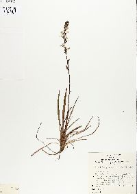 Stylidium graminifolium image