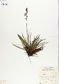 Stylidium graminifolium image