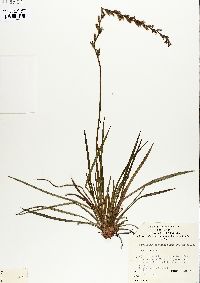 Stylidium graminifolium image