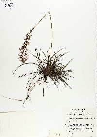 Stylidium graminifolium image