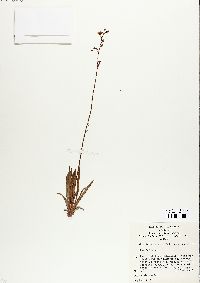 Stylidium graminifolium image