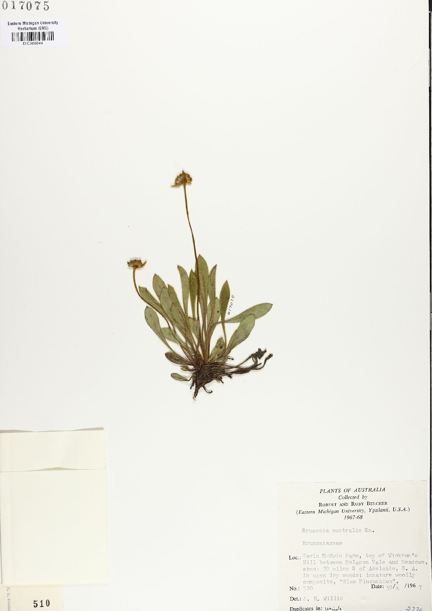 Brunonia australis image