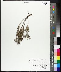 Andromeda polifolia var. latifolia image