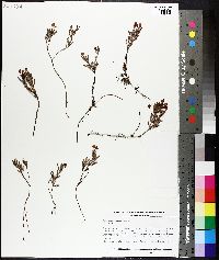 Andromeda polifolia image