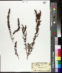 Erica arborea image